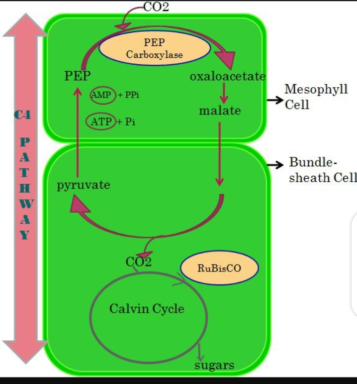 What is hatch slack pathway of carbon fixation?