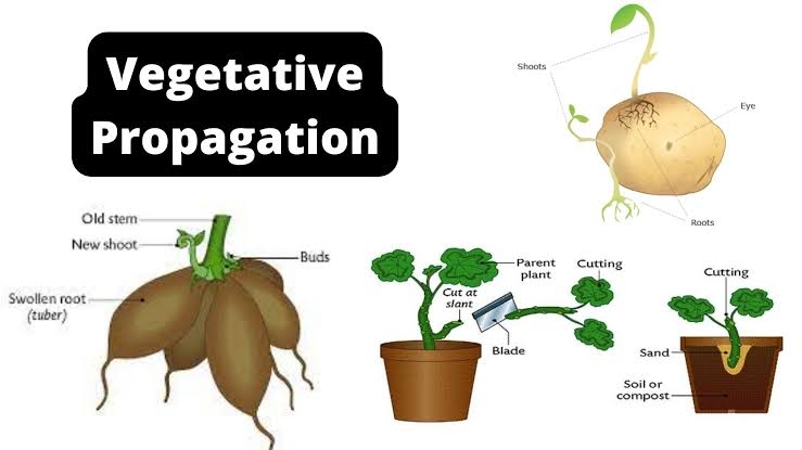 Vegetative Asexual Reproduction