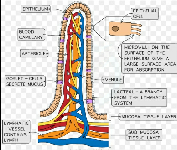 Small Intestine Diagram Villi Small Intestine Diagram Villi