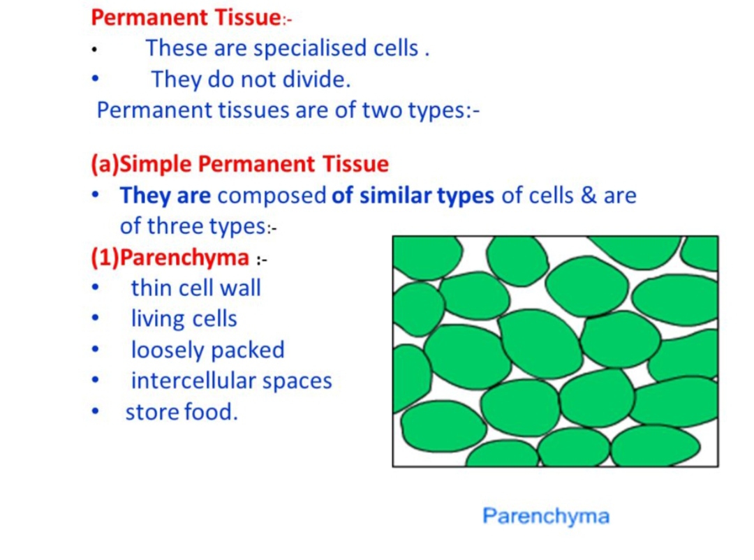 Perishable Tissue Permanent Tissue